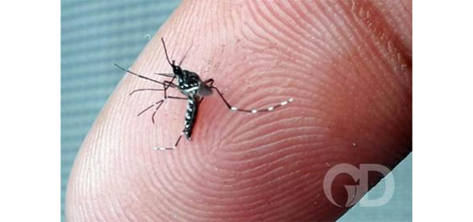 ‘Cosmopolita’ gera alerta e já está em 3 cidades de MT