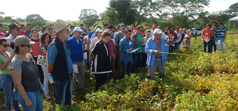 Técnicas simples reduzem o “mato” e dispensam herbicidas em lavouras orgânicas