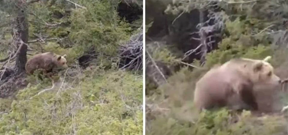 Alpinista é atacado por urso, cai em barranco e morre