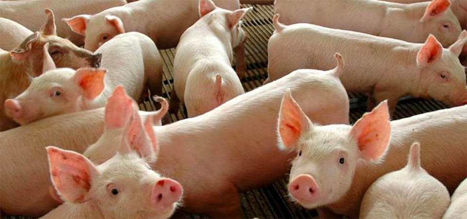 Governo de MT concede inventivos para atividades de engorda, reprodução, cria e recria de suínos