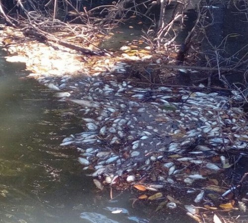 Milhares de peixes são encontrados mortos em terra indígena, e Funai envia cestas básicas