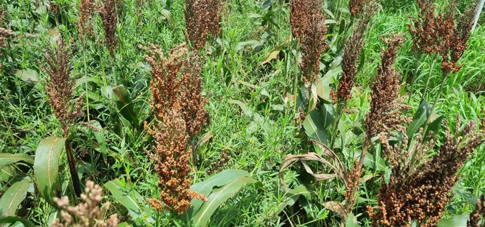 Fim da janela ideal para milho abre possibilidade para uso de consórcios forrageiros