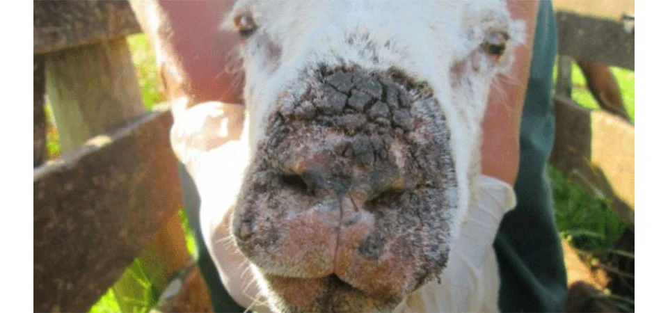 Indea confirma 2 casos de doença que pode atingir rebanhos em MT e também infectar humanos