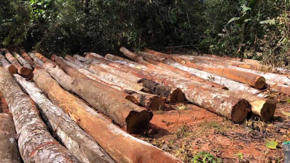 Piracema da madeira começou ontem, 01/02, em Mato Grosso