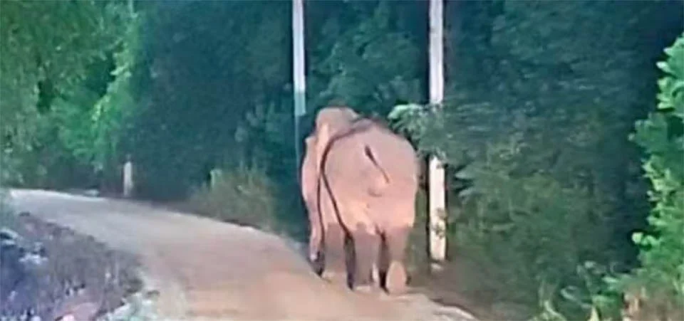 Elefante pisoteia homem até a morte após invadir quintal de casa para comer bananas