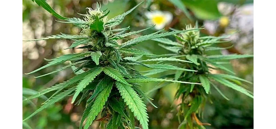 Quem pode cultivar cannabis no Brasil? Saiba o que muda após decisão da Anvisa