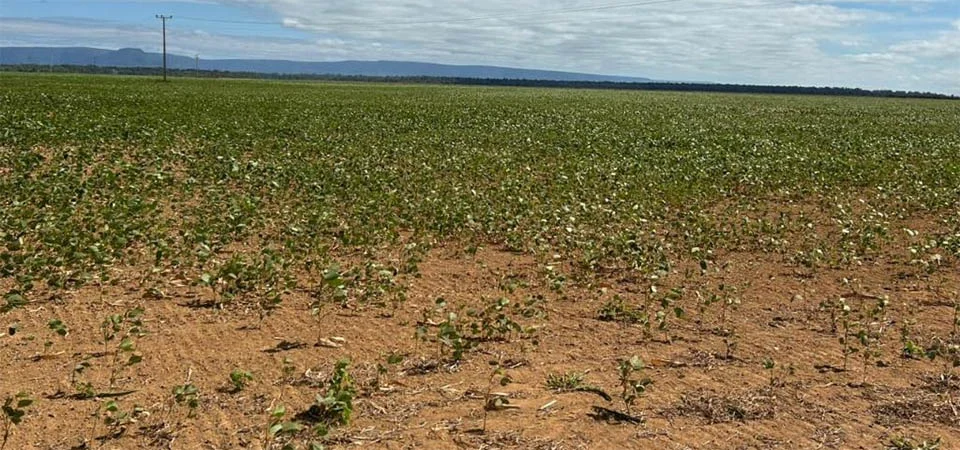 Indea realiza mais duas mil fiscalizações e aplica 12 multas no primeiro mês do vazio sanitário da soja