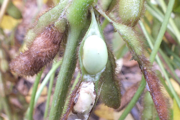 Abortamento de vagens causa perda de até 20% nas lavouras de soja