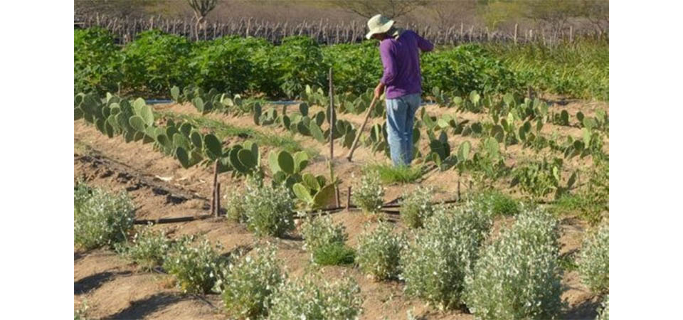 Inadimplência atinge 28% dos produtores rurais no país