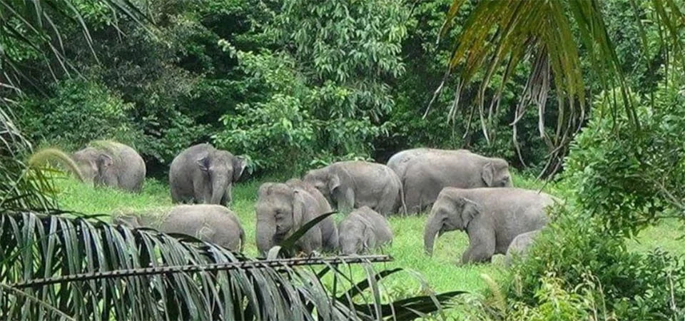 Menina de 8 anos morre pisoteada por elefantes e família relata ataque