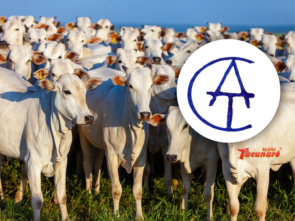 Porto: Criminosos furtam 25 cabeças de gado em fazenda