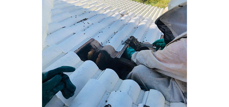 Corpo de Bombeiros orienta sobre cuidados ao lidar com abelhas, marimbondos e vespas