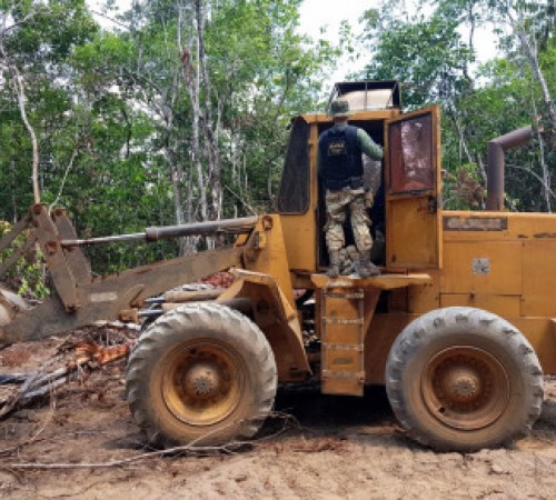 Cinco são presos por extração de madeira em reserva