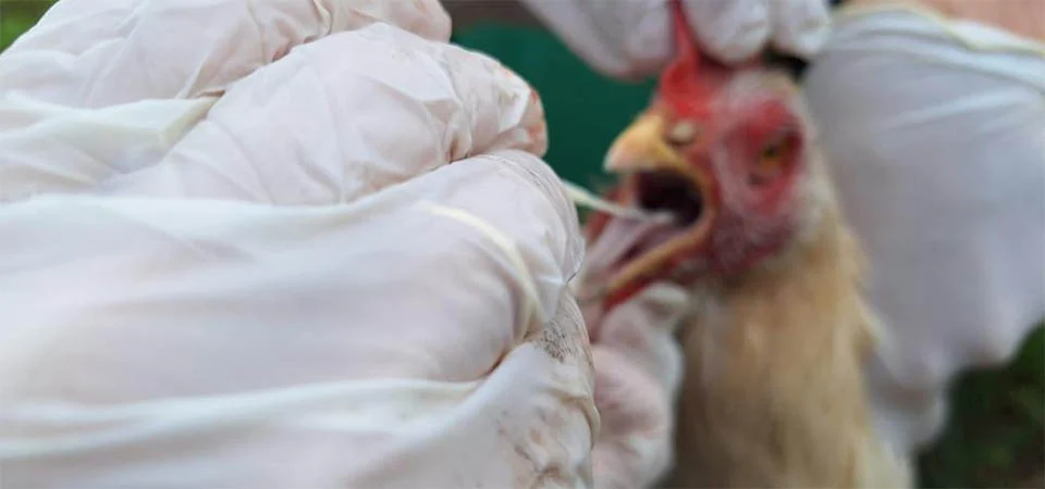 primeiro caso de gripe aviária é confirmada em MT e Indea adota medidas para conter circulação