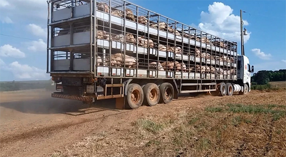 Custos de produção de suínos e de frangos de corte acumulam alta de 50%