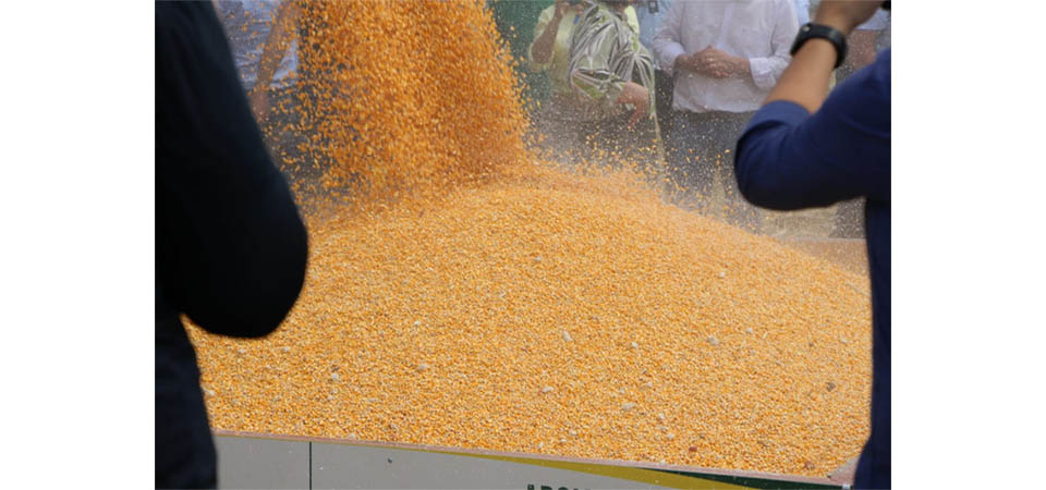 Guerra na Ucrânia pode causar escassez mundial de milho, desencadeando crise global