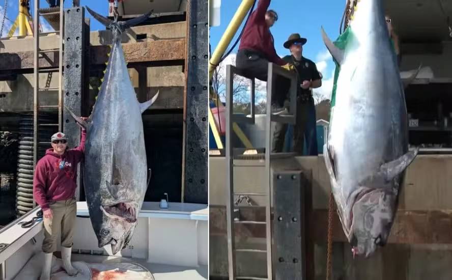 Recorde: pescador fisga atum gigantesco de mais de 500 quilos