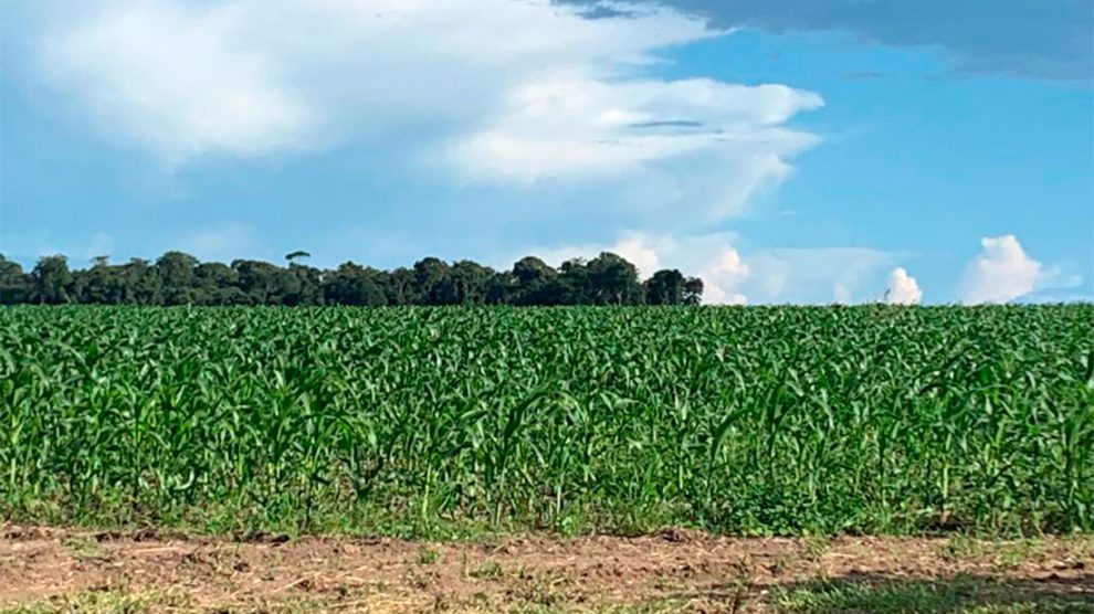 Custo de produção do milho em MT cresce 30% em relação a safra passada