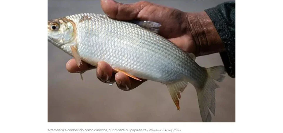 Conheça peixe brasileiro ‘queridinho’ em outros países que bateu recorde de exportações