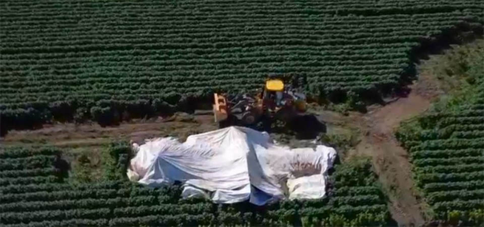 Avião cai em mata e deixa sete mortos