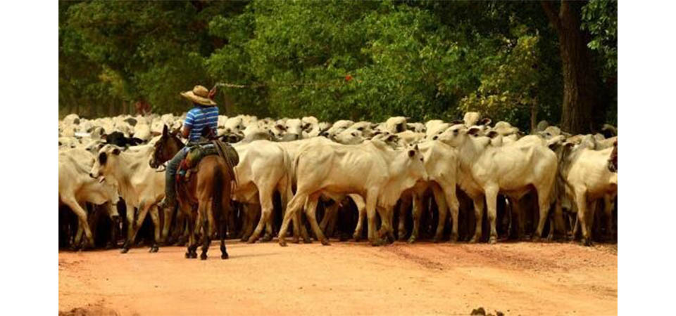 Casal morre e criança fica ferida em acidente entre S 10 e bicicleta