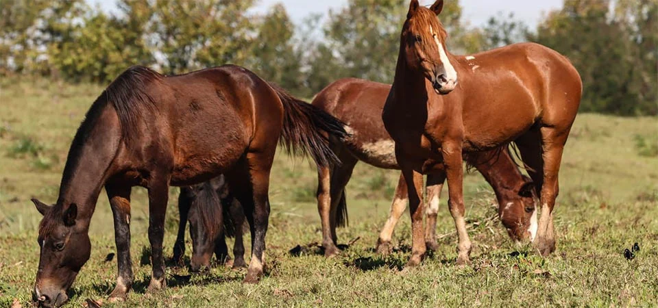Ração contaminada mata 245 equinos em quatro estados
