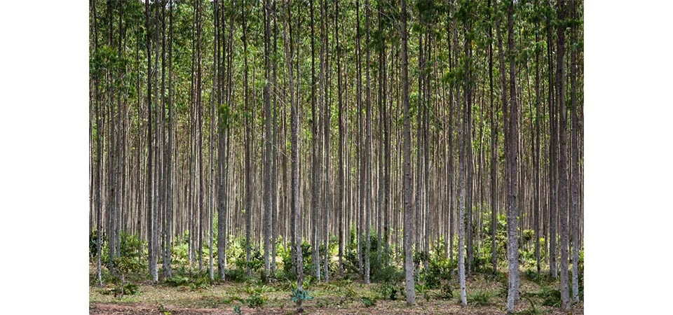 Governo de Mato Grosso apoia expedição que vai mapear florestas plantadas no Brasil