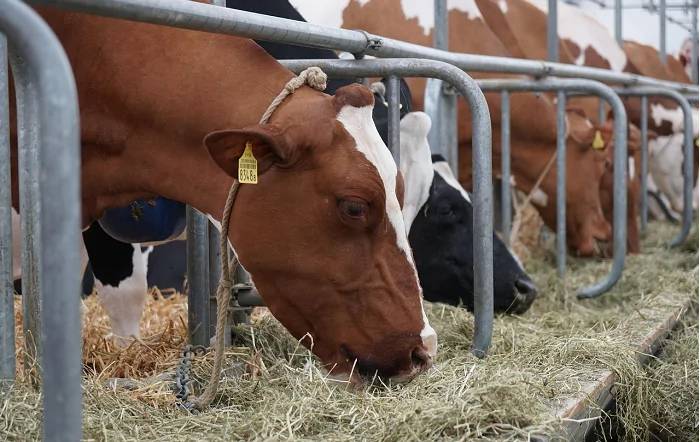 Prevenção é um dos principais pilares da produção animal moderna