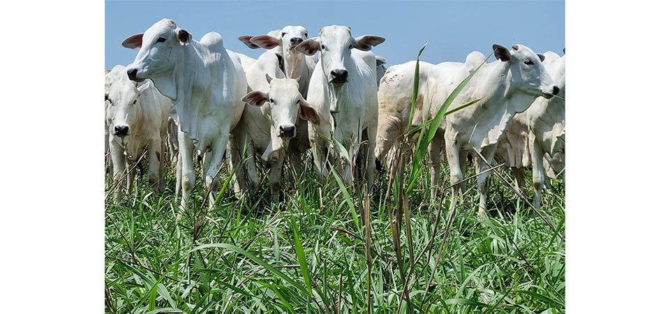 Com integração lavoura-pecuária, novo sistema intensifica a produção animal