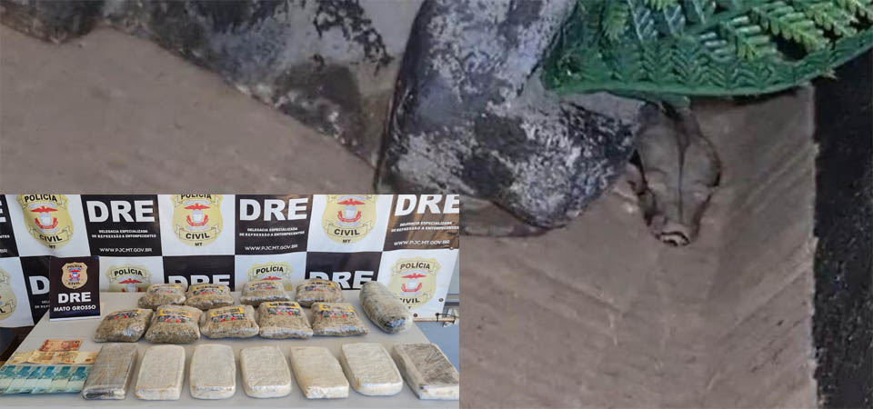 Polícia prende jovem por tráfico de drogas e encontra duas jiboias em residência