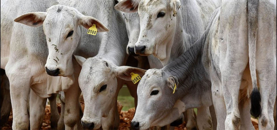 Indea diz que pouco mais de 42% dos produtores atualizaram rebanho em Mato Grosso