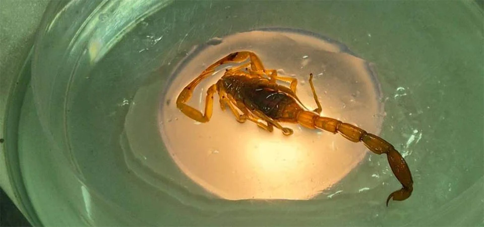 Mato Grosso registra 3.860 acidentes com animais peçonhentos; SES alerta população