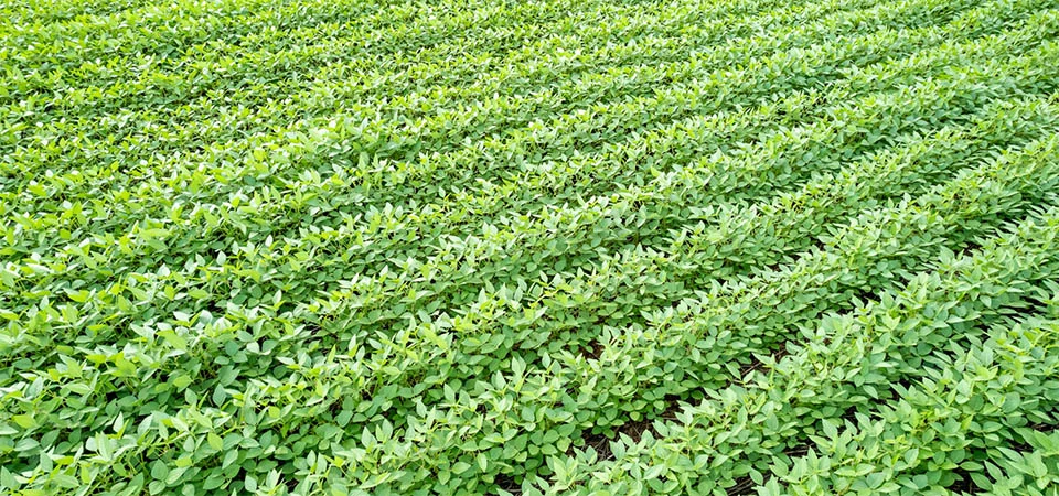 Devido a perdas climáticas, CMN autoriza prorrogação de crédito rural 2025 para Pronamp e Pronaf