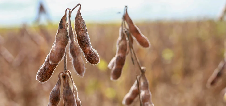 Decisão do STF reconhece constitucionalidade da lei estadual que protege produtores de Mato Grosso