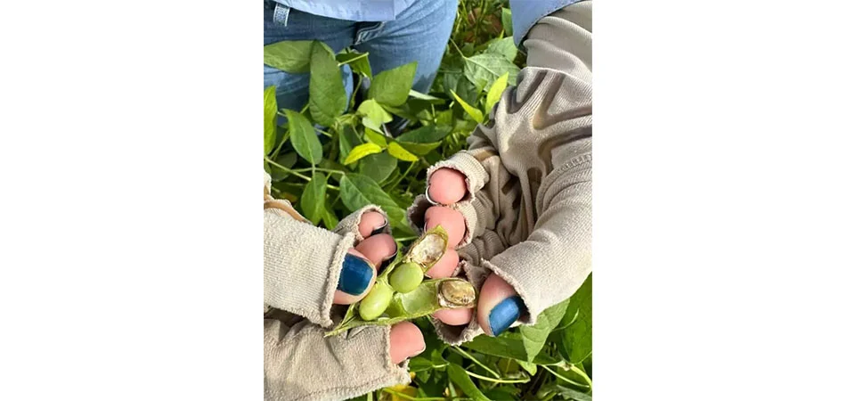 Podridão de grãos em soja: preocupação para os produtores