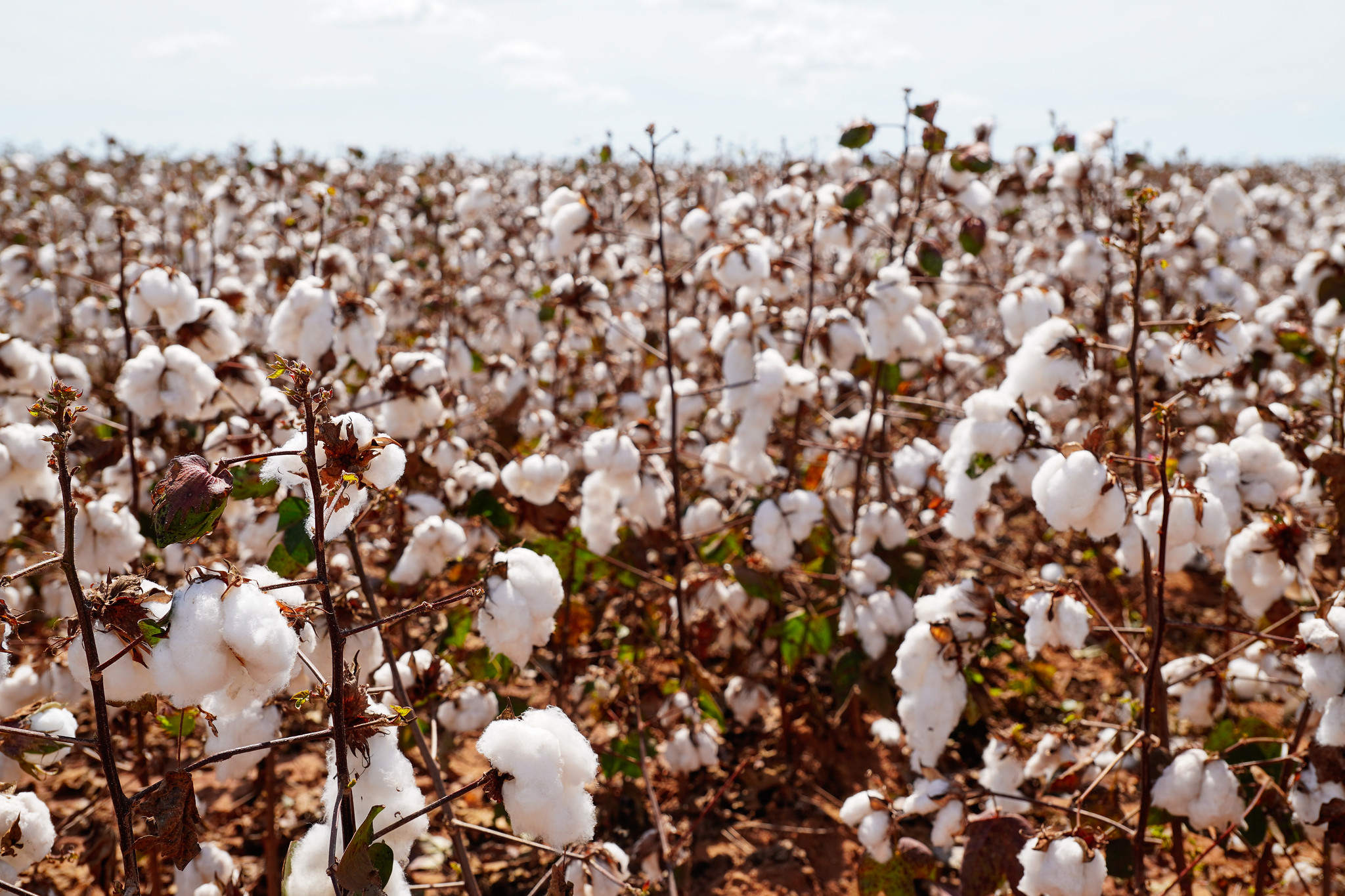 MT projeta recorde de produtividade do algodão por hectare, mas produção final deve ser menor devido à redução de área