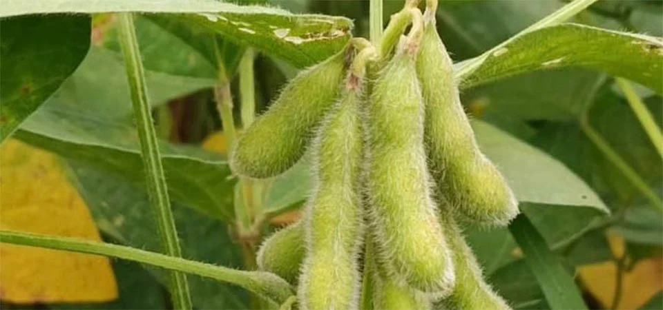 Sojicultores de MT têm até 15 de fevereiro para cadastrar área no Indea