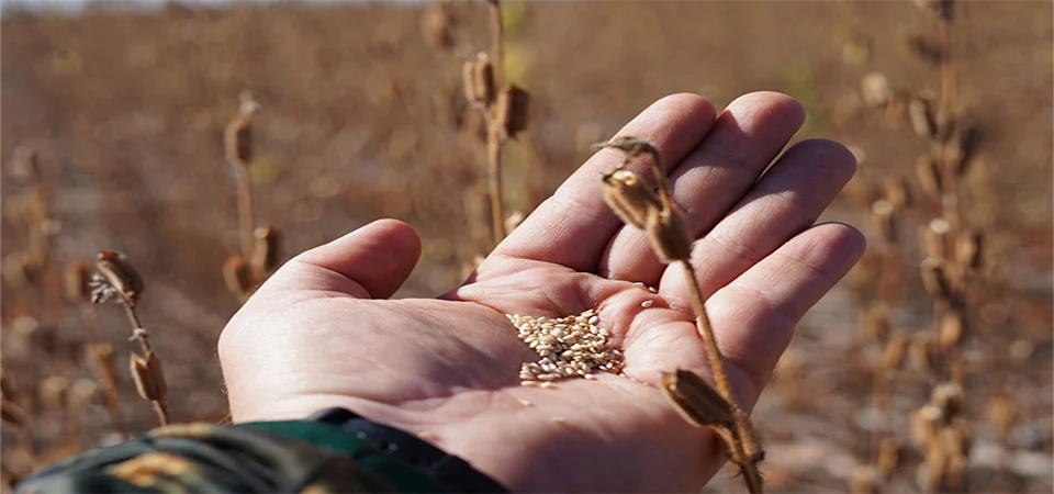 Mato Grosso responde por 1/3 das exportações de gergelim para a China
