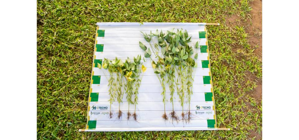 Resultados de pesquisa fortalecem a tomada de decisão no campo