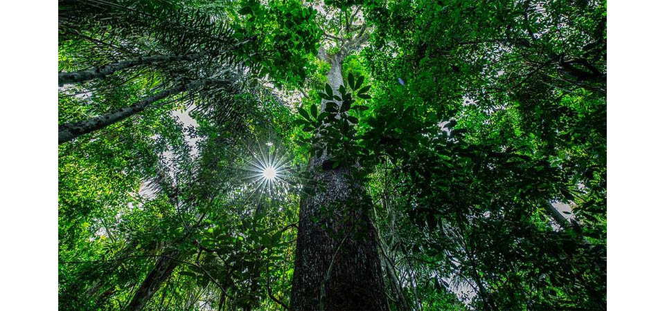 Inpe aponta queda de 13,8% do desmatamento em Mato Grosso no último ano