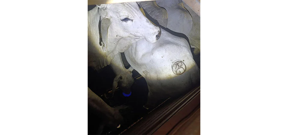 Polícia Militar recupera carga de 20 novilhas furtadas