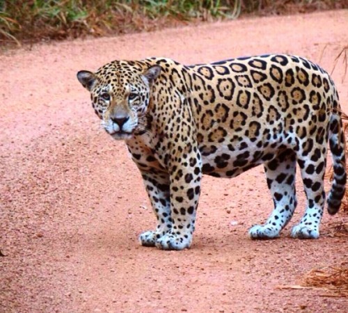 Moradores registram foto de onça em estrada de fazenda no Nortão