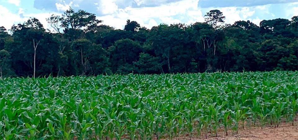 Novo levantamento aponta crescimento no rendimento de milho em Mato Grosso