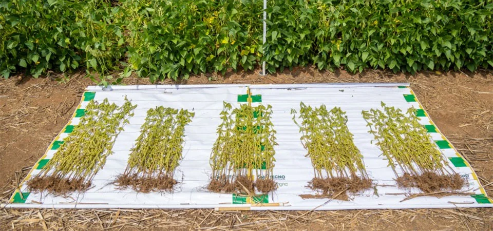 Aprosoja MT divulga material orientativo sobre o controle de plantas daninhas na lavoura em Mato Grosso