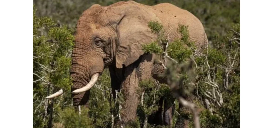 Turistas são mortas em ataque de elefanta em parque