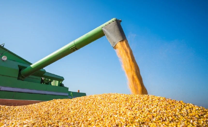 Mercado volta a valorizar milho com demanda aquecida e clima instável