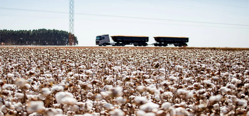 Mato Grosso consolida liderança e encerra safra de algodão com crescimento