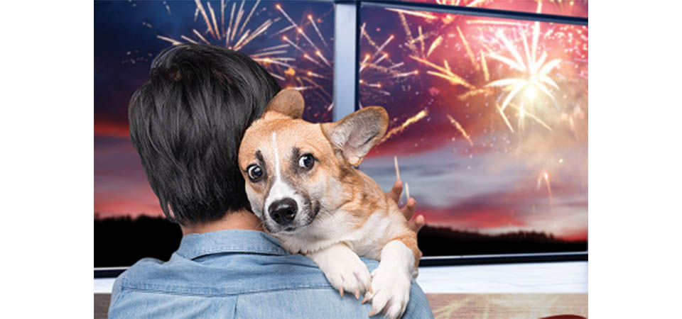 Como proteger os pets do barulho da queima de fogos
