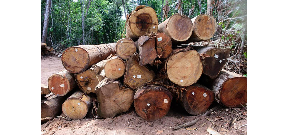 “Piracema da madeira” começou ontem  e vai até abril em Mato Grosso