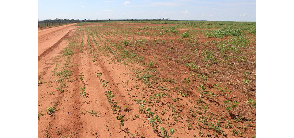 Itanhangá: Prefeitura decreta “Situação De Emergência” devido à estiagem. Fotos